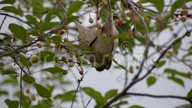 埃罗加斯特兰尼斯。 毛虫生活在挂在树枝末端的巢上